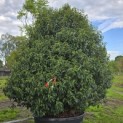 Prunus Lusitanica - 2