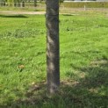Tilia x europaea 'Pallida' - Foto 2
