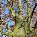 Fagus sylvatica - 2