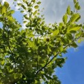 Fagus sylvatica 'Striata' - juni 2025