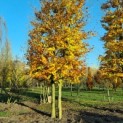 Fagus sylvatica 2 stammige beuk