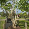 Heptacodium miconioides - Foto 1