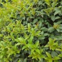 Osmanthus x Burkwoodii - Foto 2
