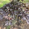 Fagus sylvatica 'Atropunicea' - Foto 4