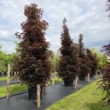 Acer plat. 'Crimson King' - nr 1 in de rij.  juni 2026