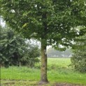 Carpinus betulus 'Fastigiata' (Frans Fontaine) - 1