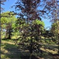 Fagus sylvatica 'Riversii' - Foto 1