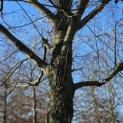 Tilia cordata 'Oldenbelt' - 1