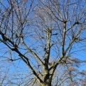 Tilia cordata 'Oldenbelt' - 2