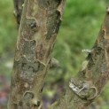 Pseudocydonia sinensis - 1