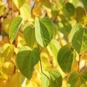#562 Cercidiphyllum japonicum Katsurabaum