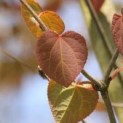 #562 Cercidiphyllum japonicum Katsurabaum