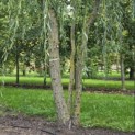 Salix x sepulcralis 'Chrysocoma' - 1