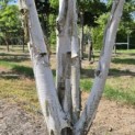 Betula utilis 'Doorenbos' - 1