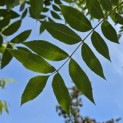 Carya illinoinensis - 3