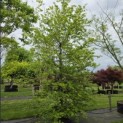 Fagus sylvatica - 1