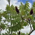 Rhus Typhina - 1