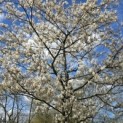 Amelanchier lamarckii - 2
