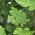 Acer campestre 'Green Column' - 2