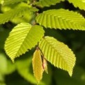 #235 Carpinus betulus Hainbuche