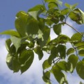 Heptacodium miconioides - impressie zomerblad