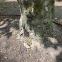 Platanus hispanica dak of knotvorm - veterane boom