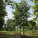 Alnus x spaethii 'Spaeth' - juni 2026