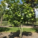 Magnolia 'Lennei' - 1