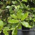 Quercus ilex - 3