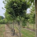 Parrotia persica 'Vanessa' - Foto 2