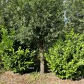 Prunus laur. Rotundifolia - 1
