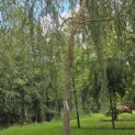 Salix x sepulcralis 'Chrysocoma' - Foto 1