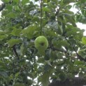 Malus domestica 'Notaris' - Foto 4