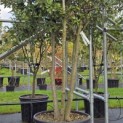 Quercus ilex - Foto 2