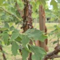 Acer griseum - Foto 8