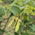Acer griseum - Foto 9