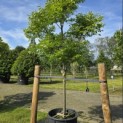 Gymnocladus dioica - 3