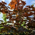 Acer platanoides 'Royal Red' - Foto 1