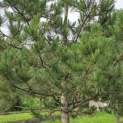 Pinus nigra 'Nigra' - 4