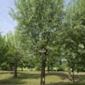 Salix Alba - juni 2026