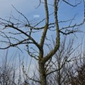 Ginkgo biloba - Foto 1