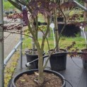 Acer palmatum 'Bloodgood' - Foto 3