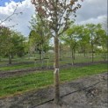 Prunus serrulata 'Kanzan' - 3