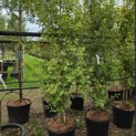 Ginkgo biloba fastigiata 'Blagon' - 1