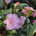 Camellia 'Bonomiana Nova' - 1