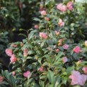 Camellia 'Bonomiana Nova' - 2