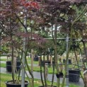 Acer palmatum 'Bloodgood' - Foto 2