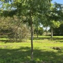 Gleditsia triacanthos ‘Sunburst' - 4