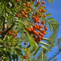 Sorbus 'Dodong' - Foto 4