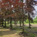 Fagus sylvatica 'Atropunicea' - 4